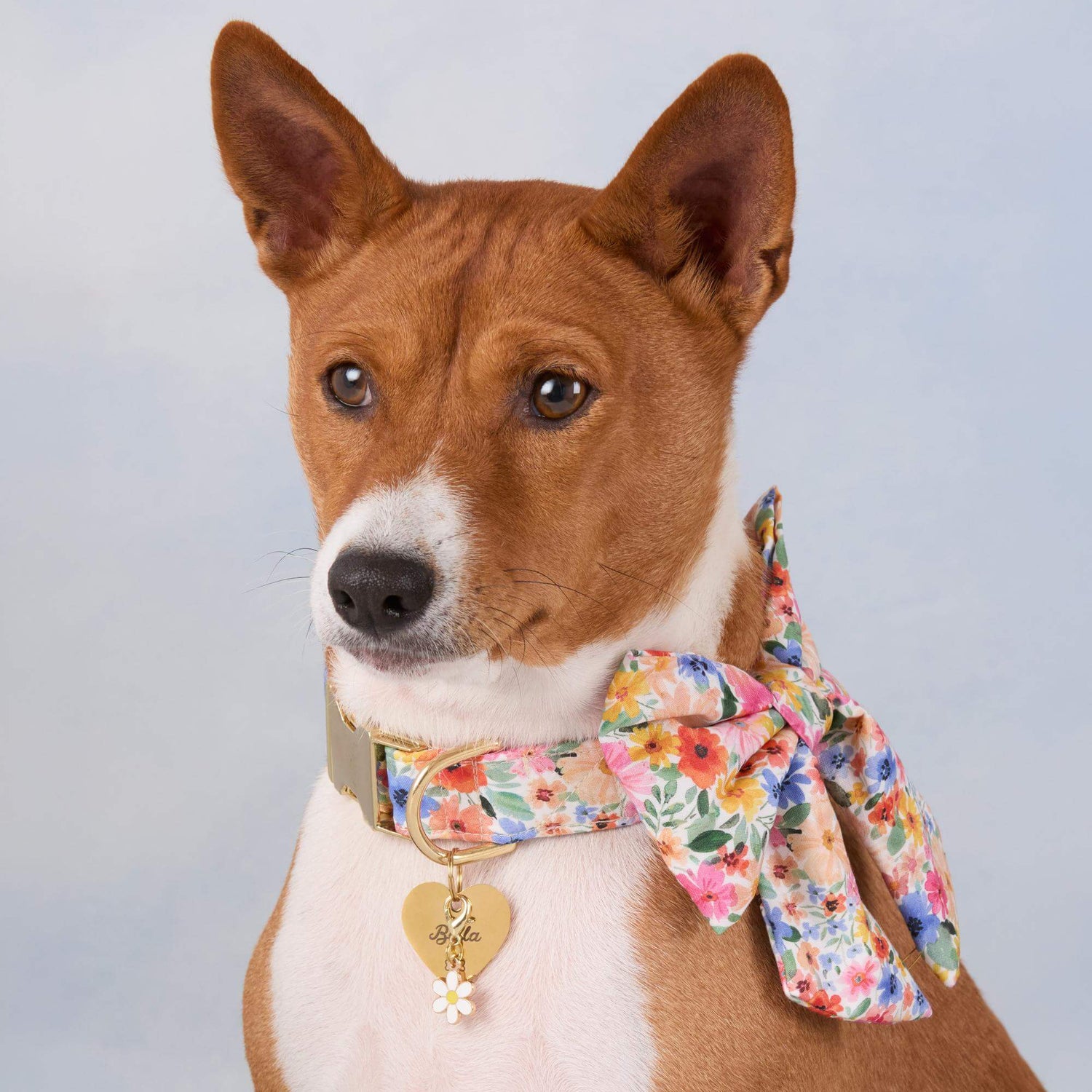 #Modeled by Ricky (27lbs) in a Large lady bow