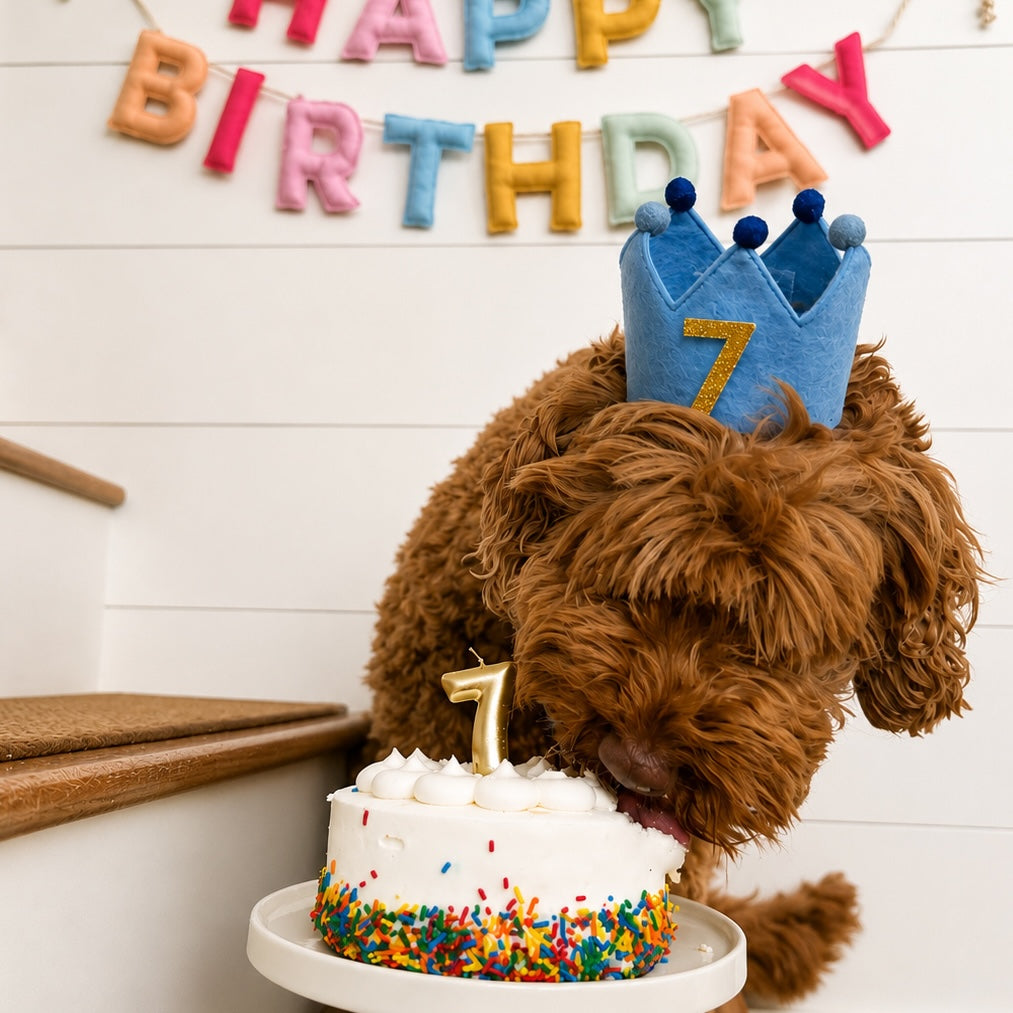 Blue Birthday Crown The Foggy Dog