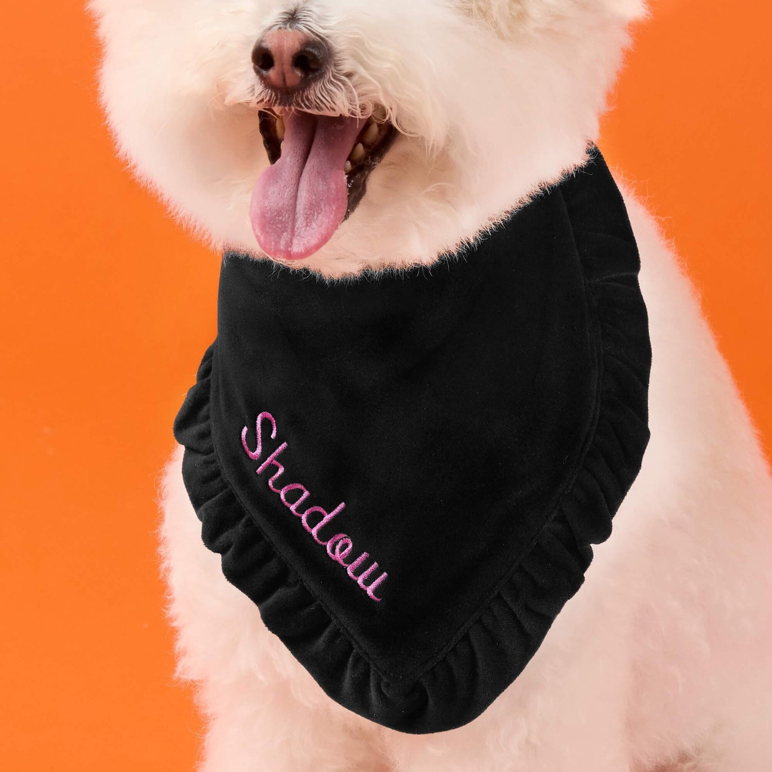 #Modeled by Mochi (14lbs) in Small
