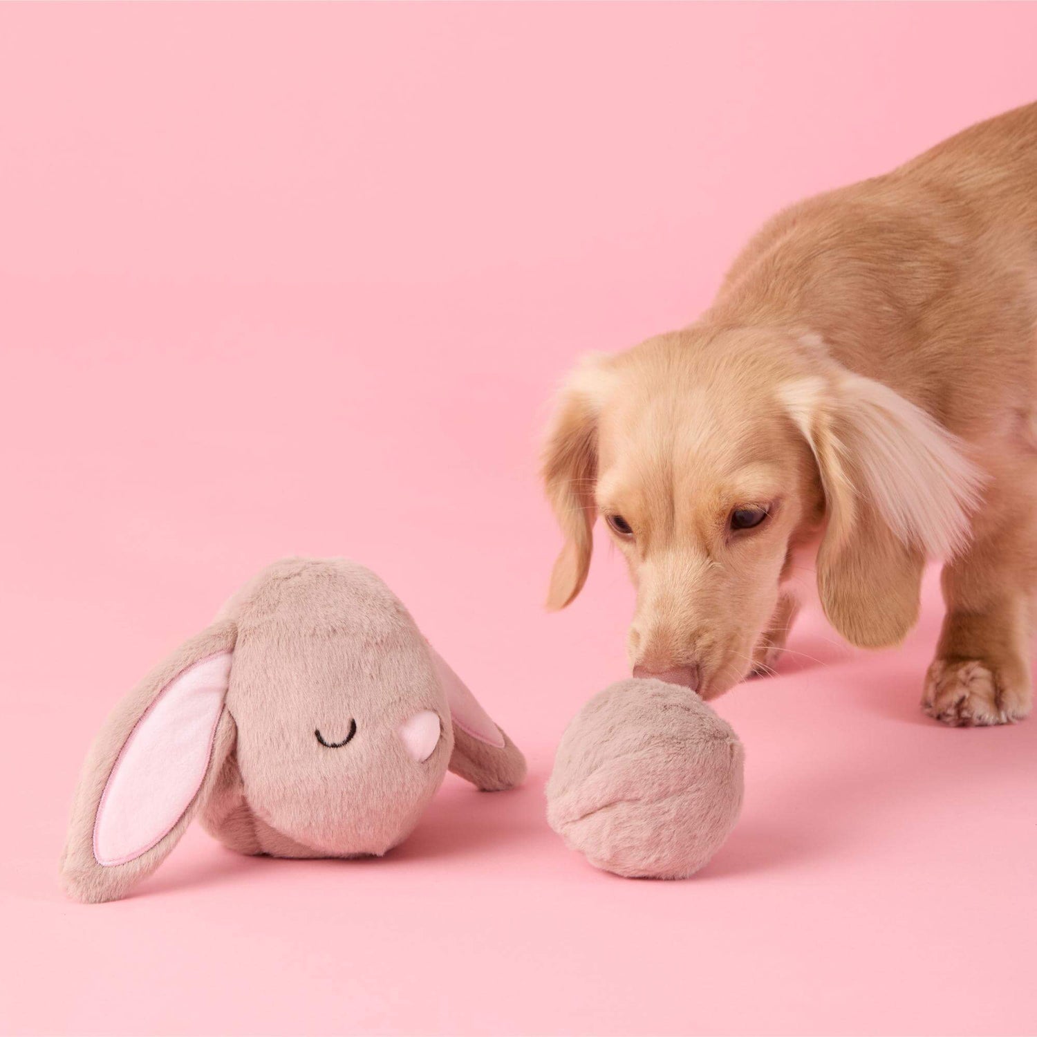 Bunny 2-in-1 Bounce Dog Toy from The Foggy Dog