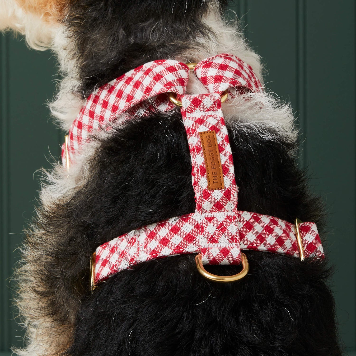 #Modeled by Sesame (23lbs) in Medium
