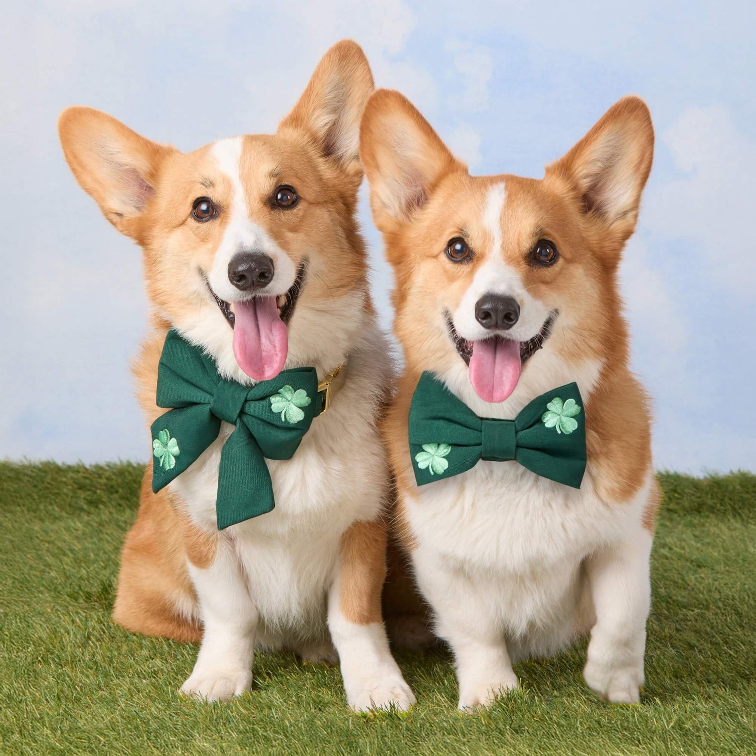 Clover Embroidered Lady Bow and Bow Tie Collars from The Foggy Dog