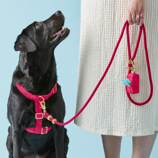 #Modeled by Koda (56lbs) in a Large harness and Standard leash