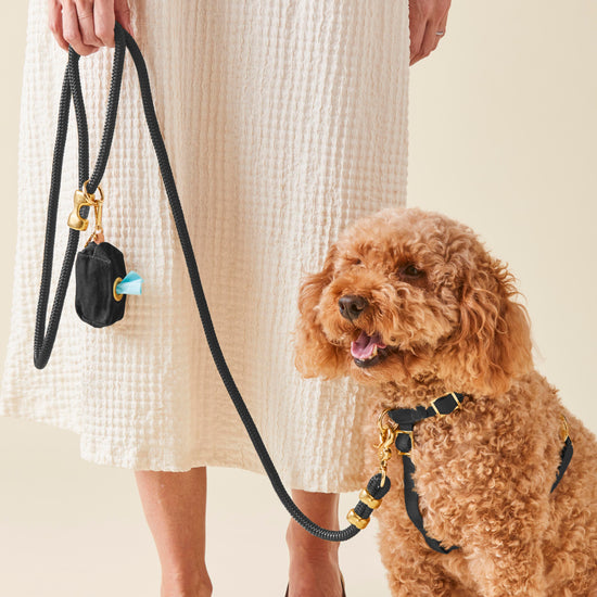 #Modeled by Utah (25lbs) in a Small harness and Standard leash