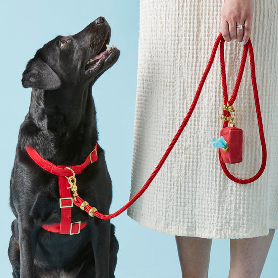 #Modeled by Koda (56lbs) in a Large harness and Standard leash