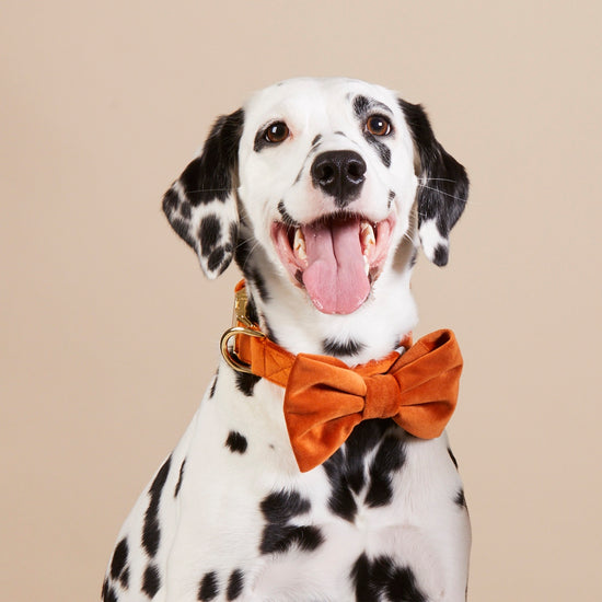 #Modeled by Dottie (43lbs) in a Medium collar and Large bow tie