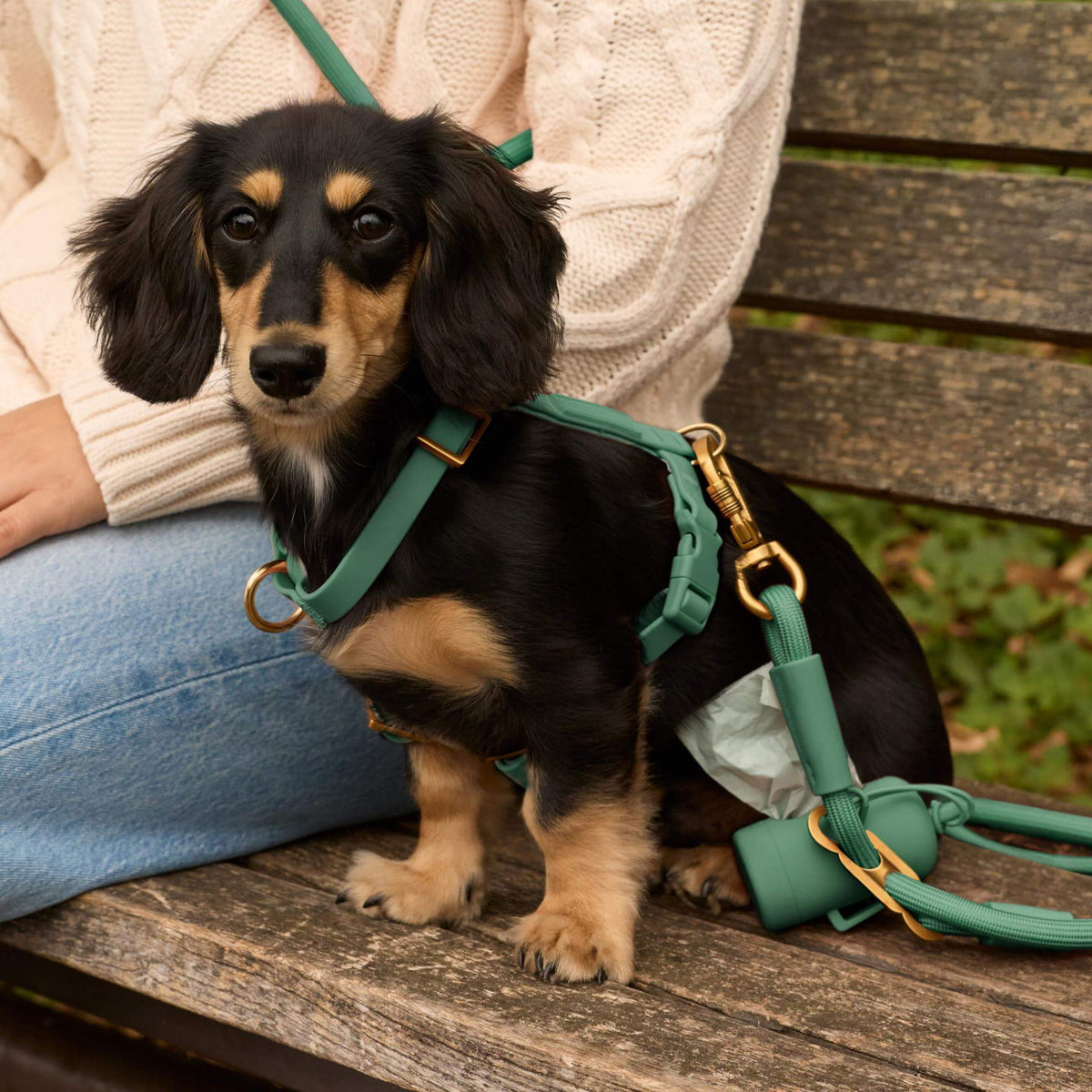 #Frank (7lbs) in an X-Small harness and Petite leash