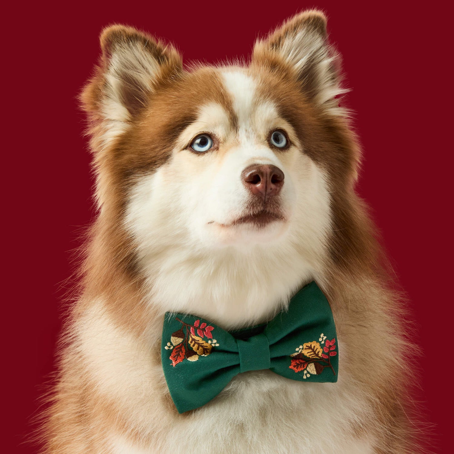 #Modeled by Rouka (35lbs) in a Medium collar and Large bow tie