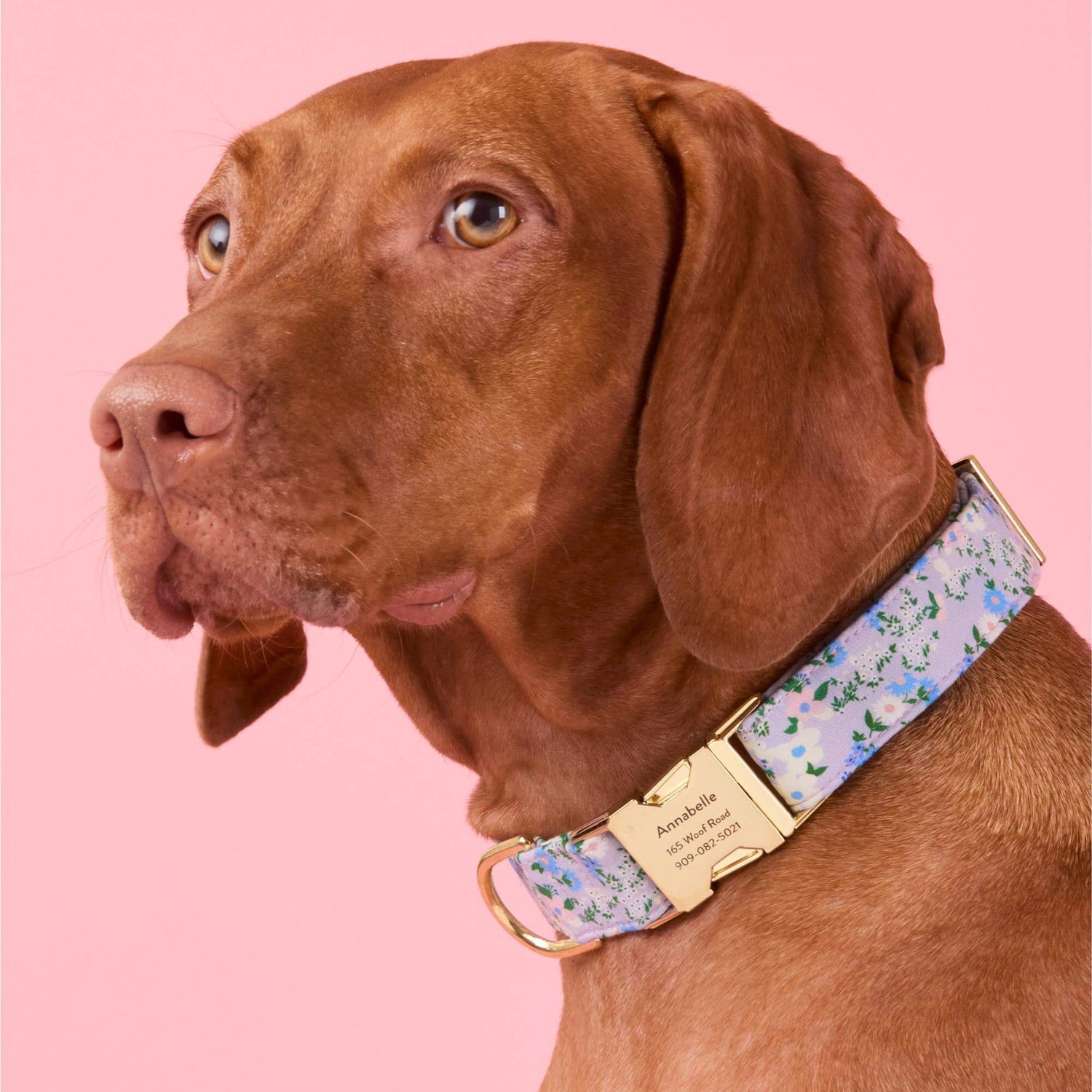 #Modeled by Nala (70lbs) in Large