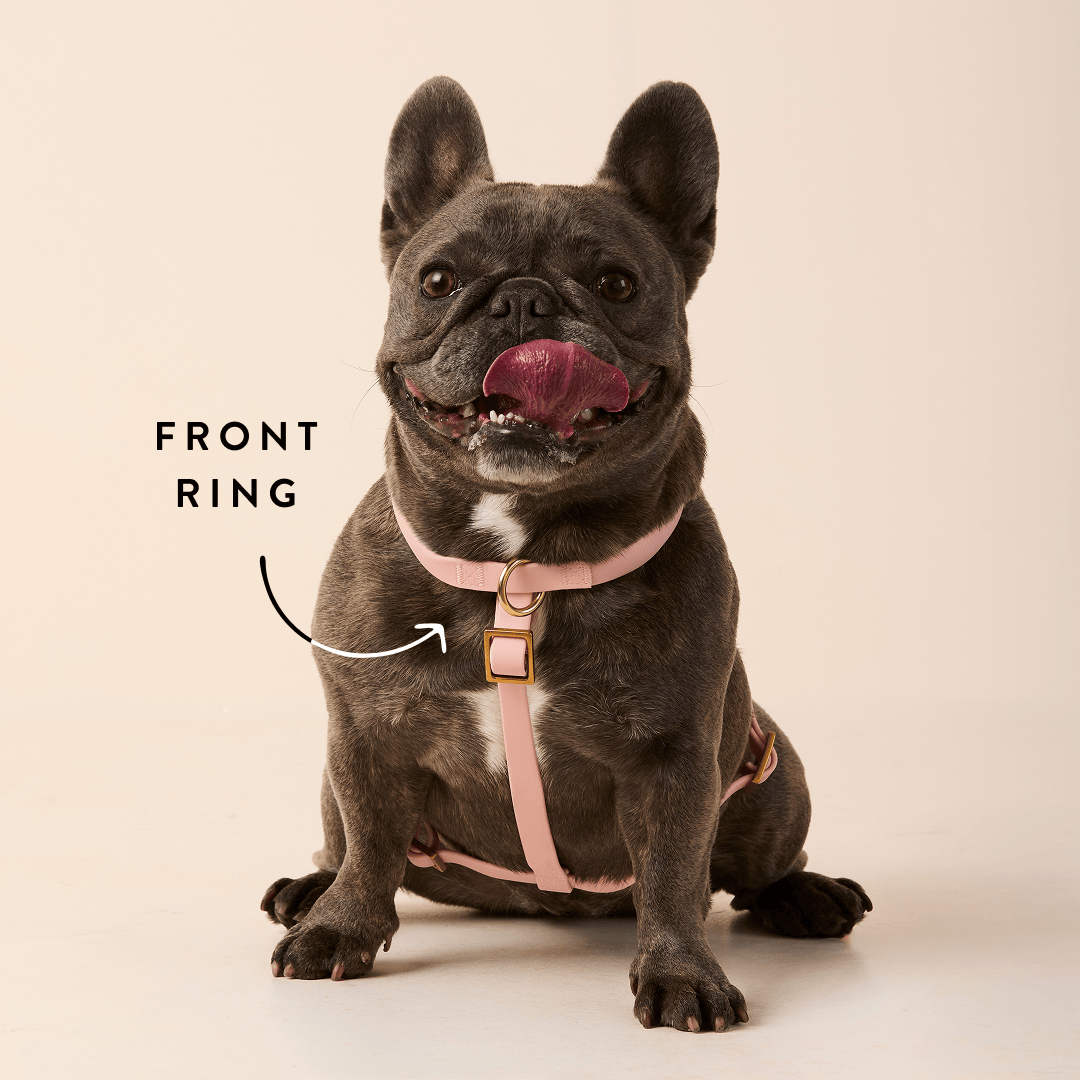 Dual leash attachment points offer added versatility for every walk.