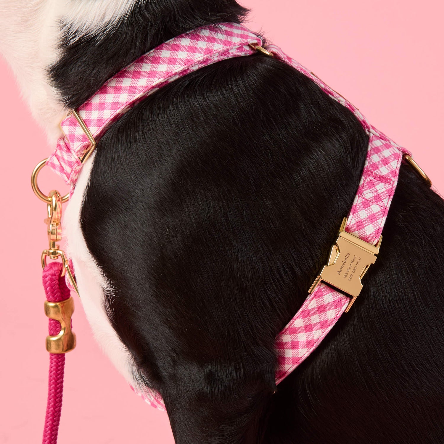 #Modeled by Leo (35lbs) in a Medium harness and Standard leash
