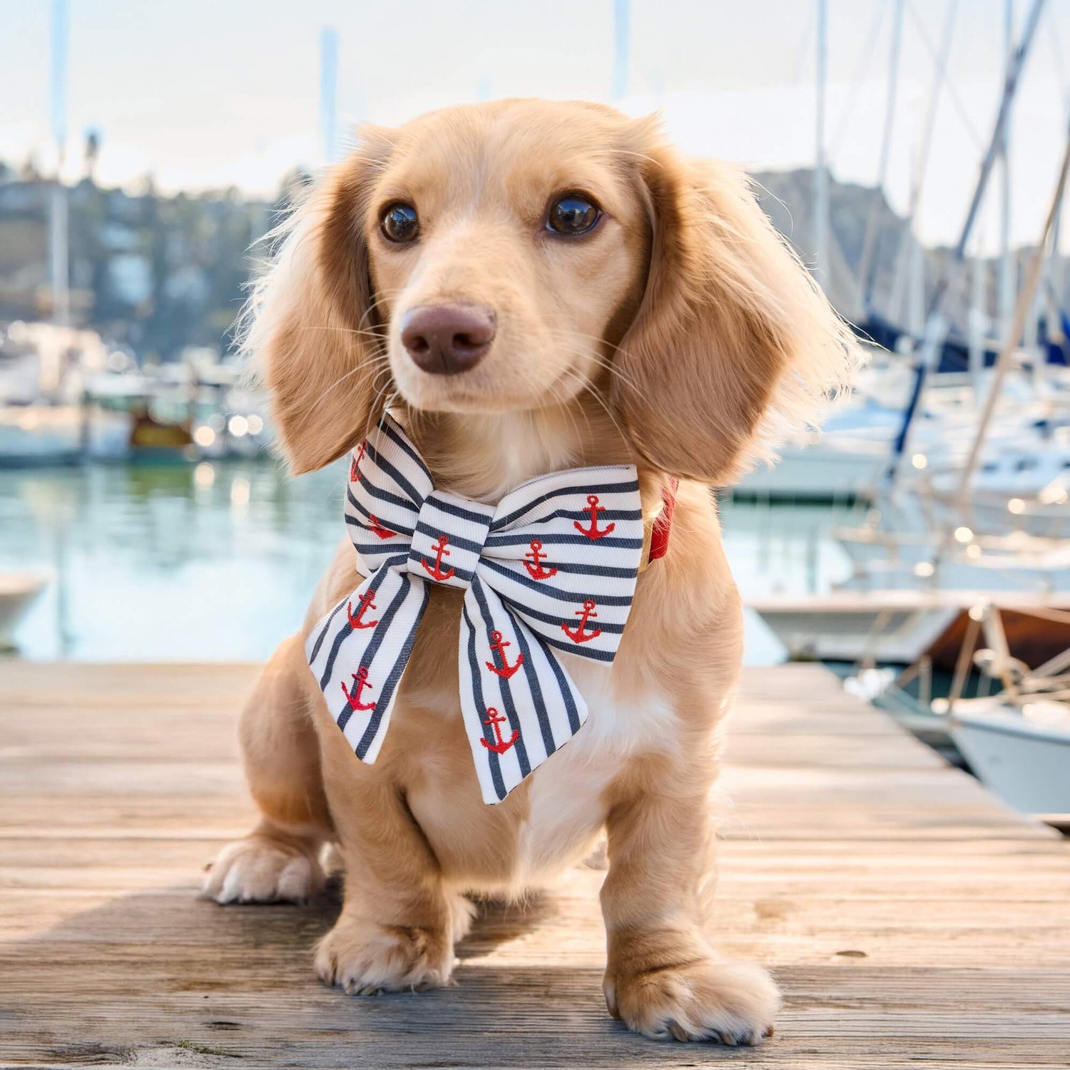 Anchor Embroidered Lady Bow Collar from The Foggy Dog