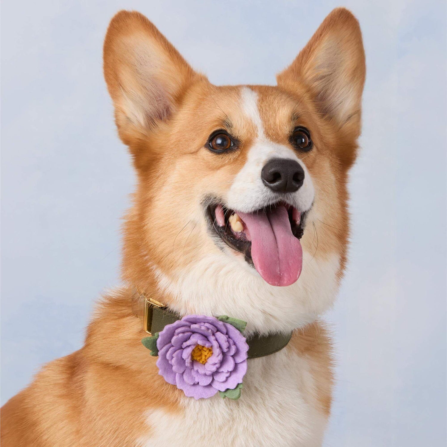 Lilac Peony Dog Collar Flower Set from The Foggy Dog