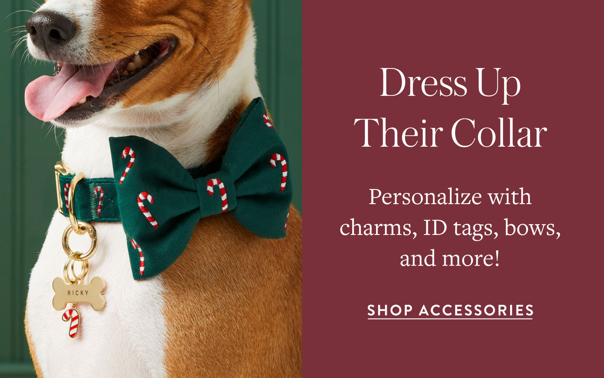 Dog Collar Accessories at The Foggy Dog
