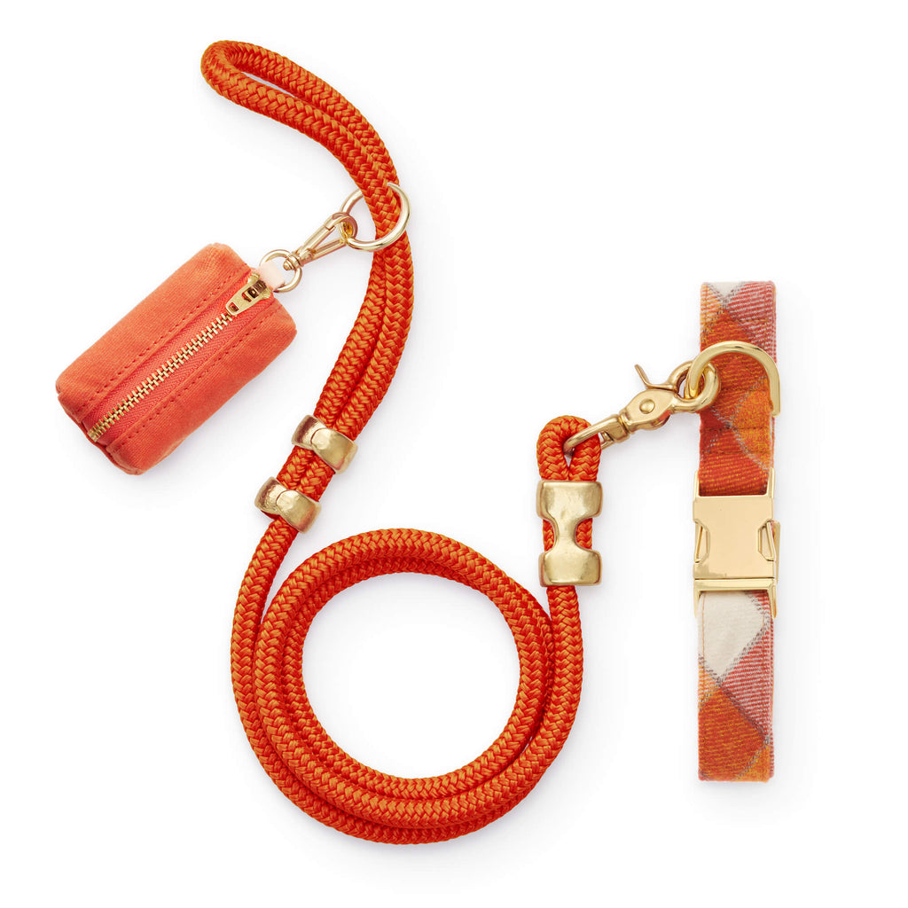Pumpkin Velvet Dog Collar – The Foggy Dog