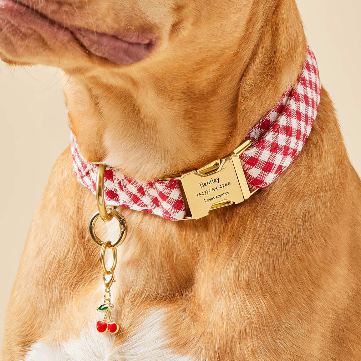 Red Gingham Dog Collar from The Foggy Dog