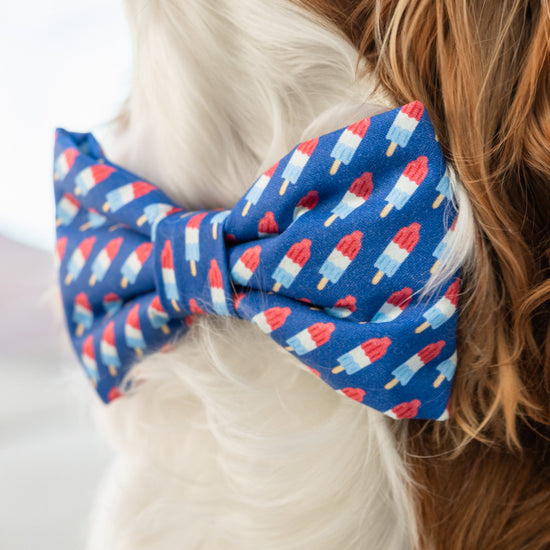 #Modeled by Pip (12lbs) in an X-Small collar and Large bow tie