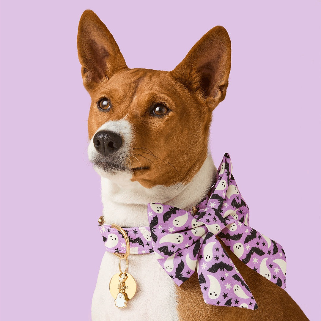 Spooky Season Lady Bow Collar at The Foggy Dog