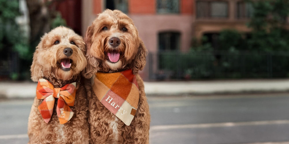 Pumpkin Spice Flannel Dog Bandana and Lady Bow Collar with Embroidery from The Foggy Dog Fall Collection