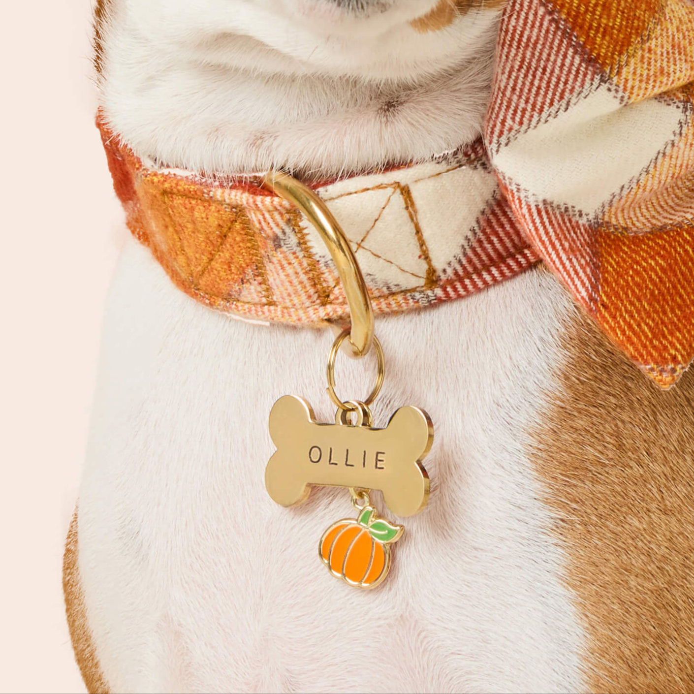 Pumpkin Collar Charm and Bone ID Tag from The Foggy Dog