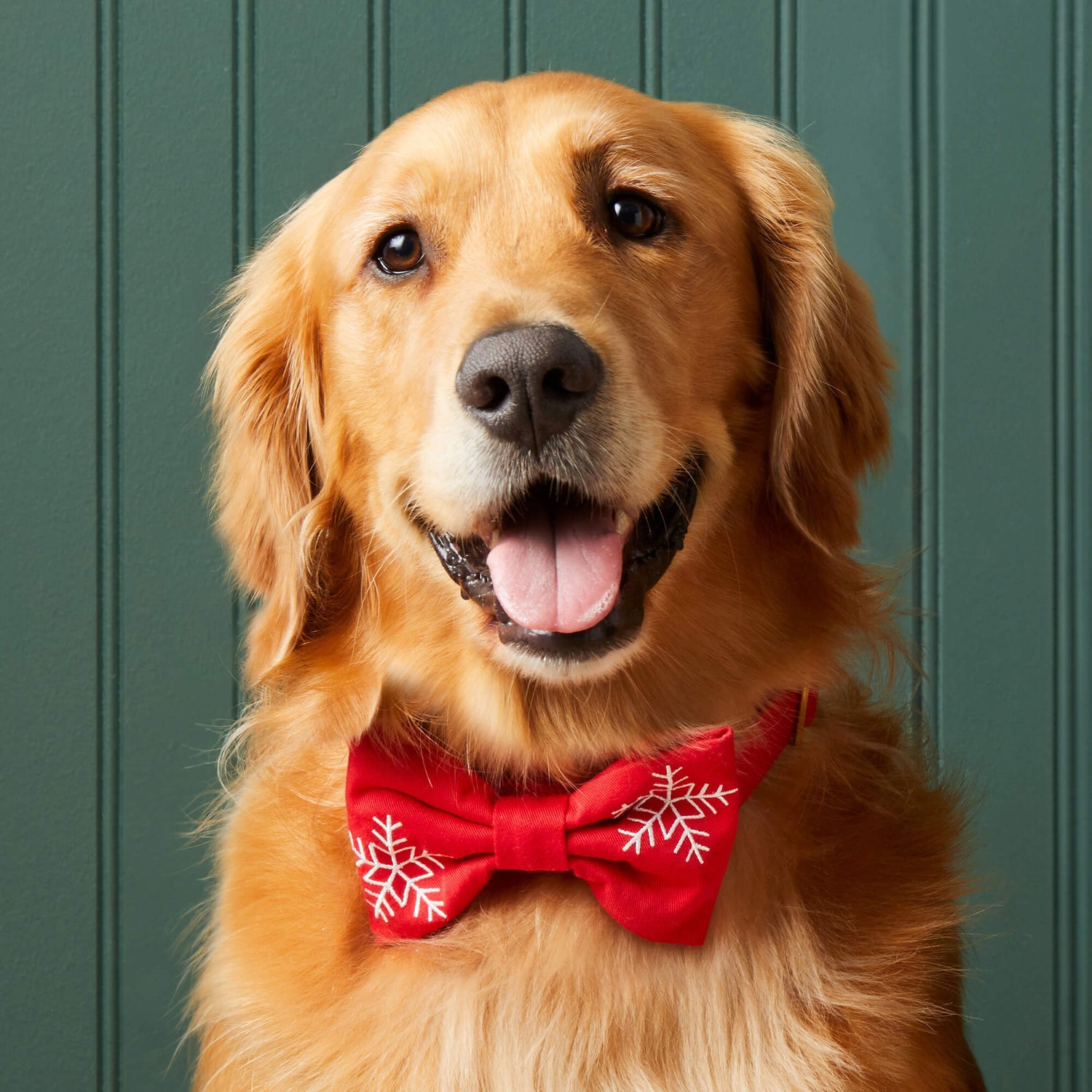 #Modeled by Atlas (77lbs) in a Large bow tie