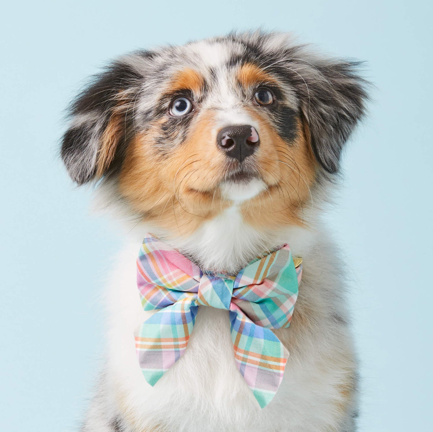 #Modeled by Luna (15lbs) in a Large lady bow