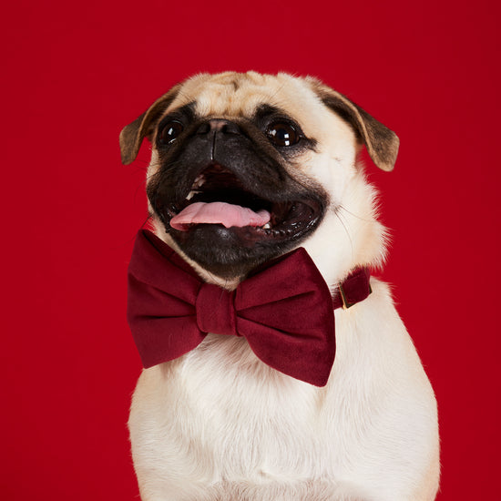 #Modeled by Greg (21lbs) in a Small collar and Large bow tie