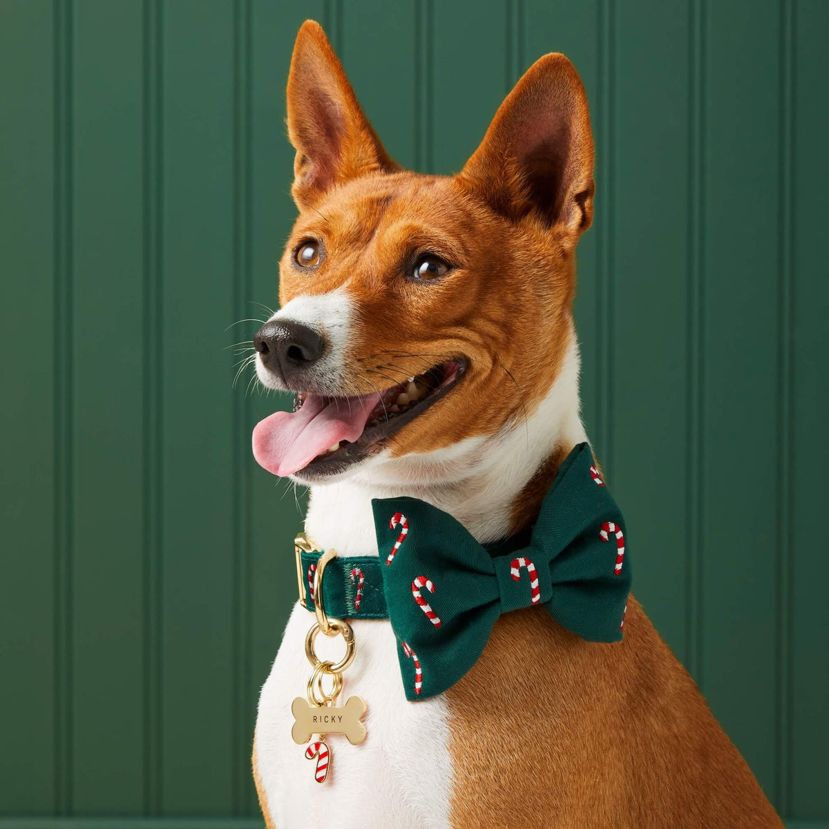 #Modeled by Ricky (27lbs) in a Medium collar and Large bow tie
