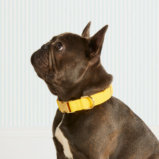 Daffodil Dog Collar