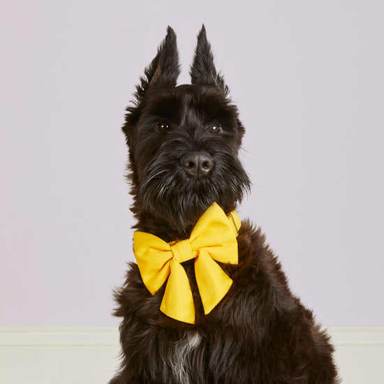 #Modeled by Bastian (30lbs) in a Medium collar and Large lady bow