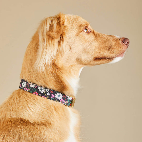 Draper James x TFD Evening Floral Dog Collar