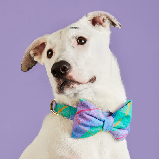 Fable Plaid Flannel Bow Tie Collar