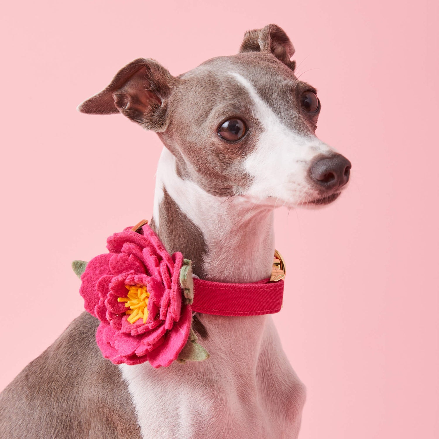 #Modeled by Luna (10lbs)