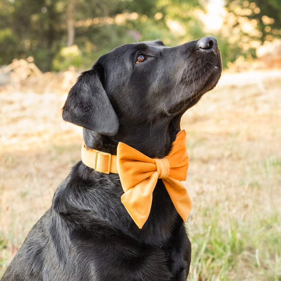 #Modeled by Koda (56lbs) in a Medium collar and Large lady bow