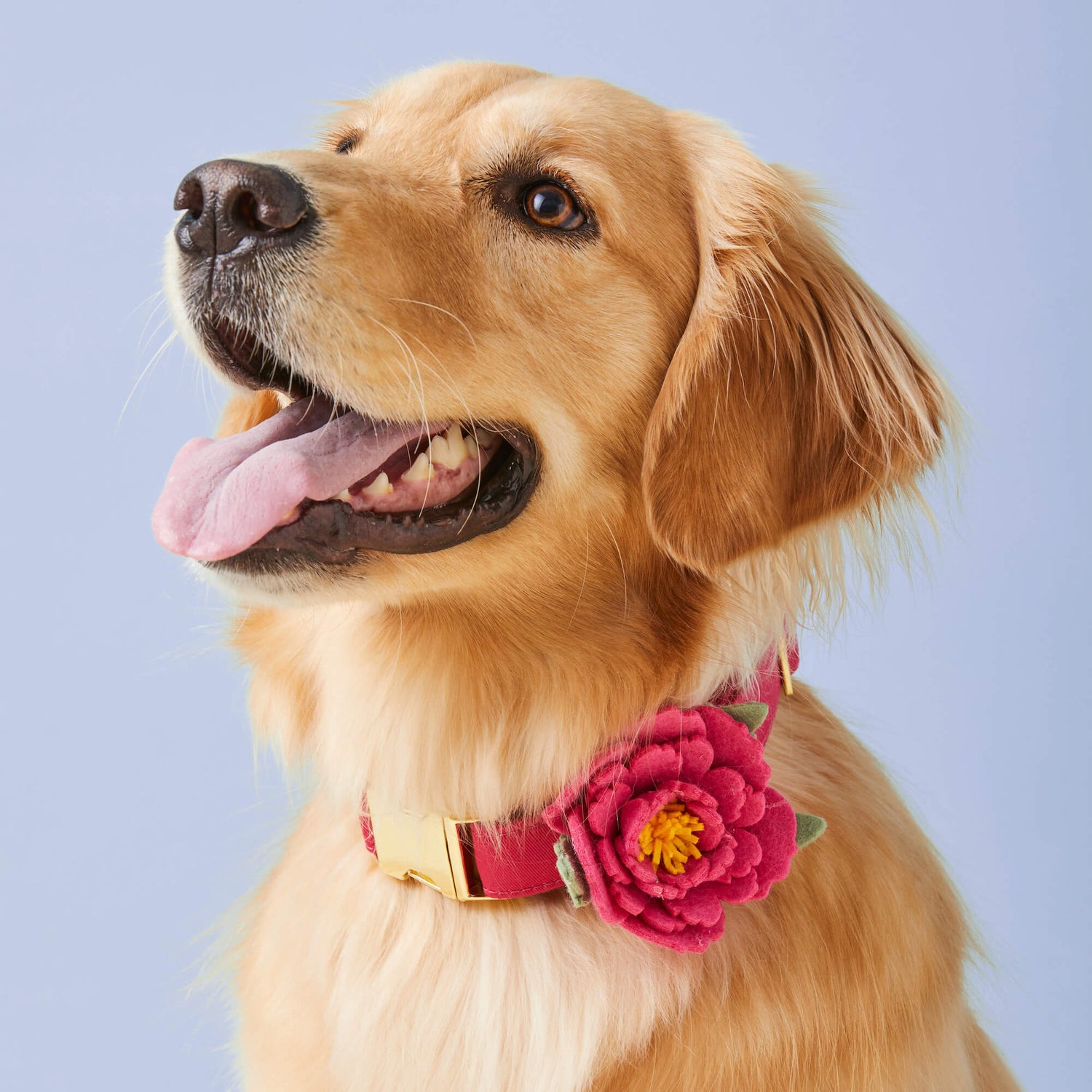 Peony Collar Flower from The Foggy Dog