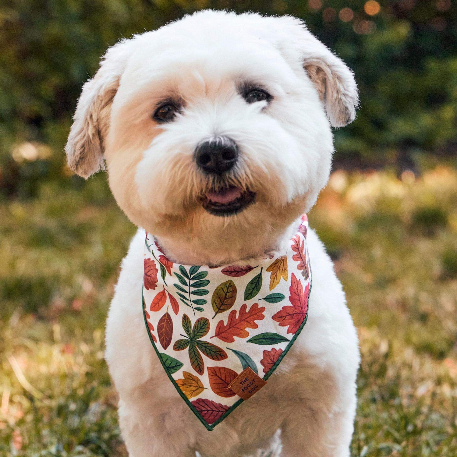 #Modeled by Winnie (17lbs) in Small