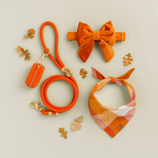 Pumpkin Velvet Dog Collar from The Foggy Dog XS 