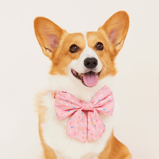#Modeled by Sugar (20lbs) in a Medium collar and Large lady bow