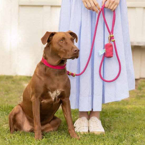 #Modeled by Cafe (60lbs) in a Medium collar and Standard leash