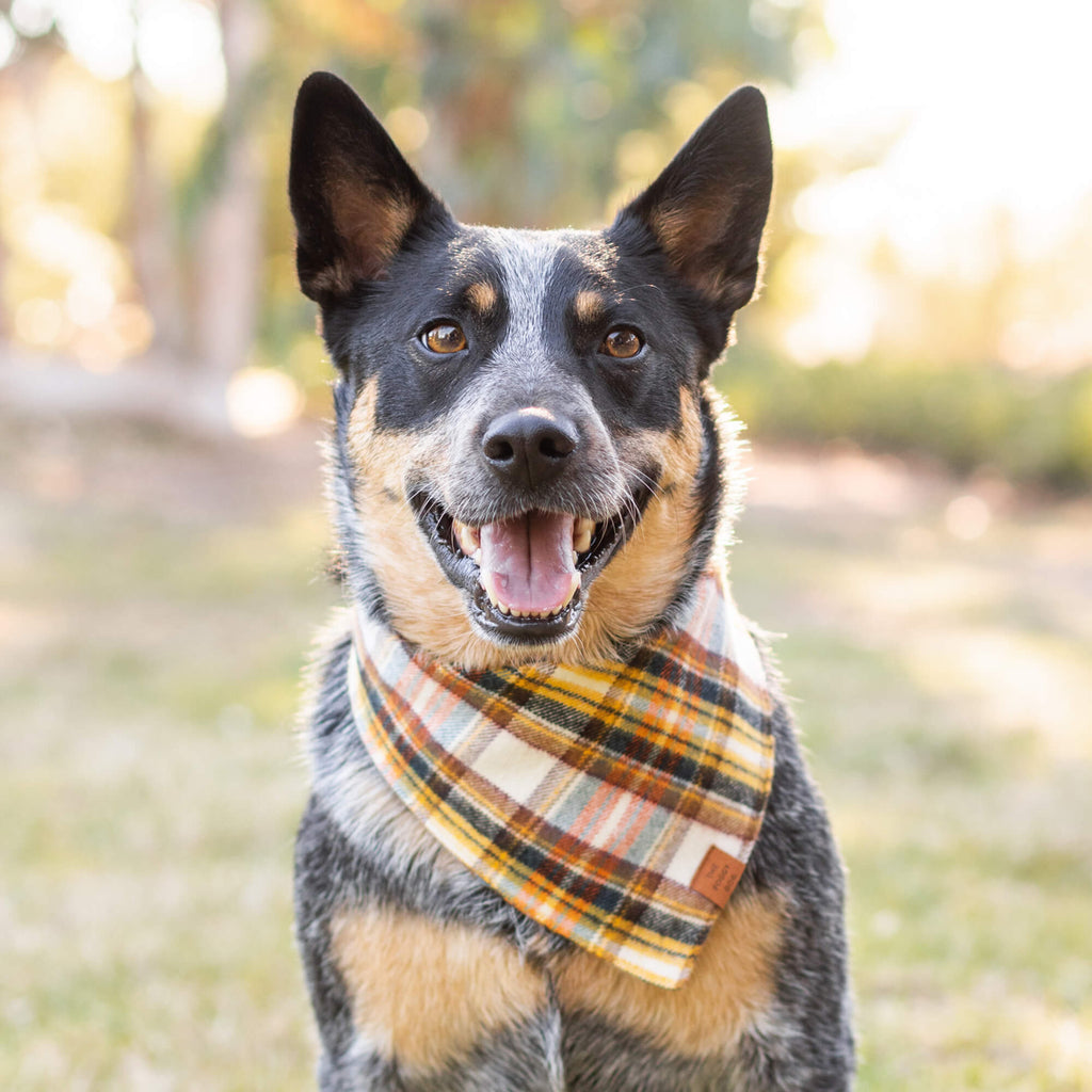 Pumpkin Spice Flannel Dog Bandana – The Foggy Dog