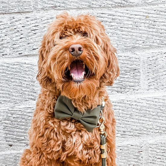 Olive Dog Bow Tie