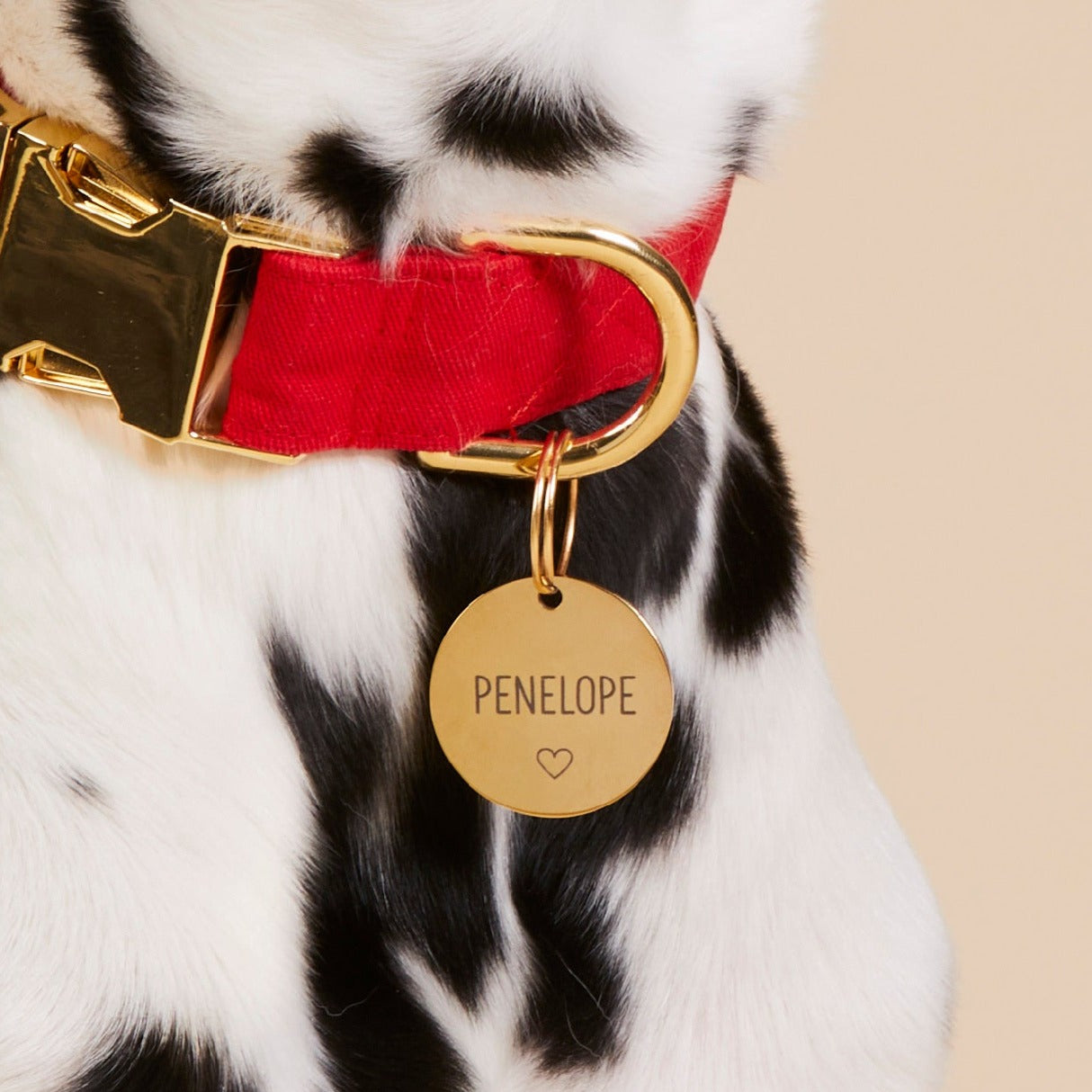Circle with star icon pet ID tag from The Foggy Dog