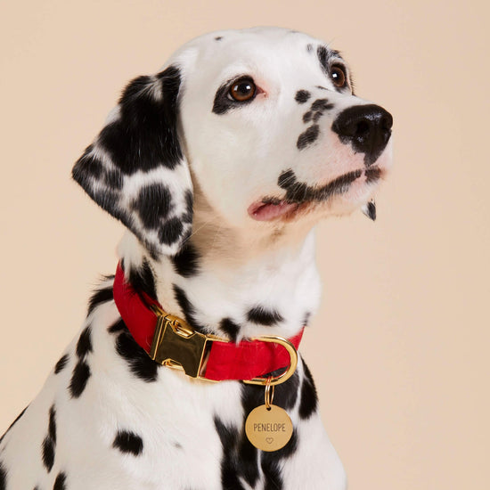 Ruby Dog Collar