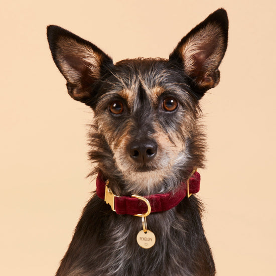 #Modeled by Peppers (16lbs) in a Small pet ID tag