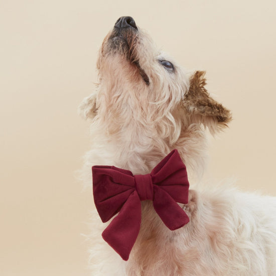 #Modeled by Gin (10lbs) in a Small collar and Small lady bow