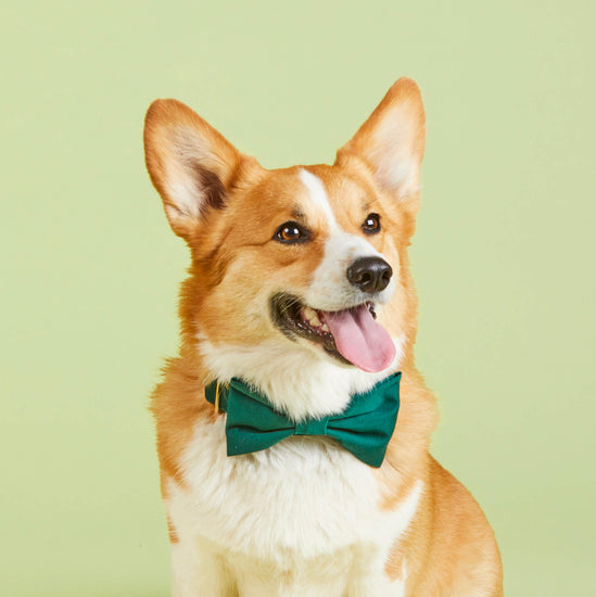 #Modeled by Tony (26lbs) in a Large bow tie