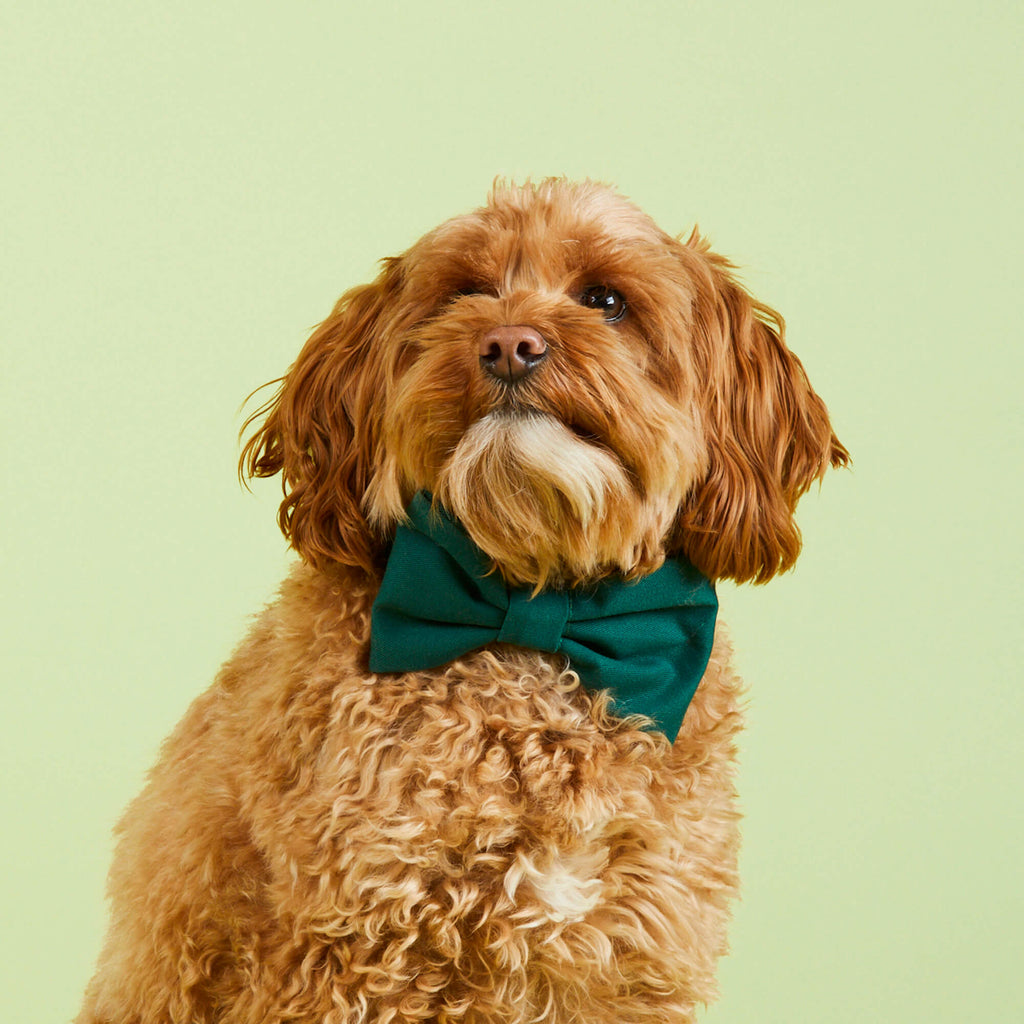 Evergreen Dog Harness – The Foggy Dog