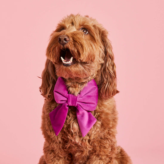#Modeled by Ruby (22lbs) in a Small collar and Large lady bow