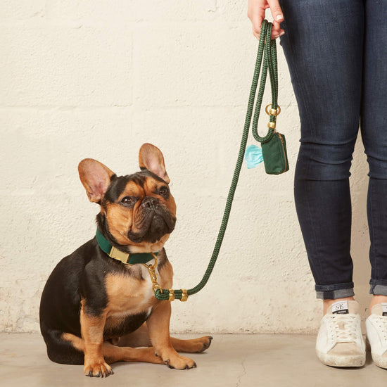 #Modeled by Henrry (23lbs) in a Medium collar and Standard leash