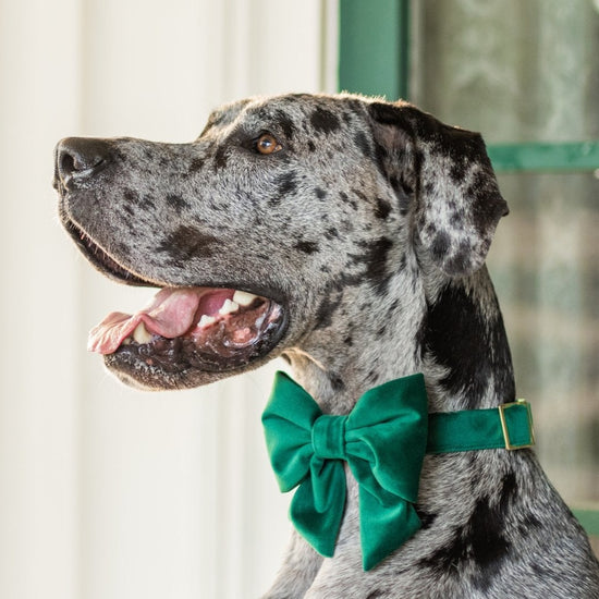 #Modeled by Diesel (60lbs) in a Large collar and Large lady bow